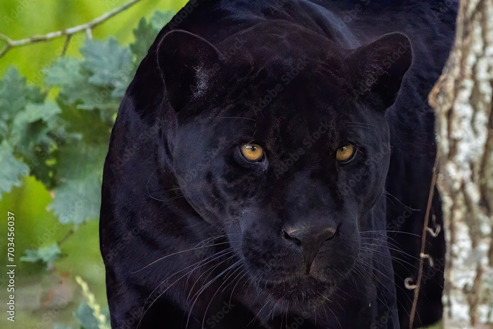 Black Panther Black Panther