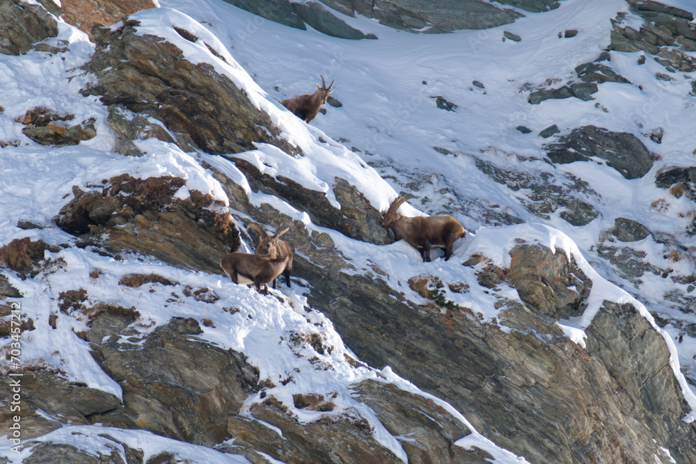 alpine ibex, capra ibex, in the snow capped rocks of the hohe tauern national park austria at a sunny winter day
