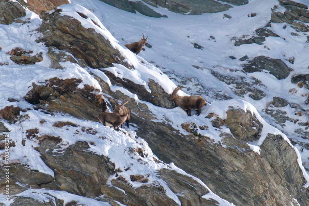 alpine ibex, capra ibex, in the snow capped rocks of the hohe tauern national park austria at a sunny winter day alpine ibex, capra ibex, in the snow capped rocks of the hohe tauern national park austria at a sunny winter day