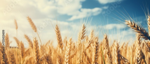Harvest elegance: close-up of ripe golden wheat under vintage skies - agriculture and nature scene, farming concept