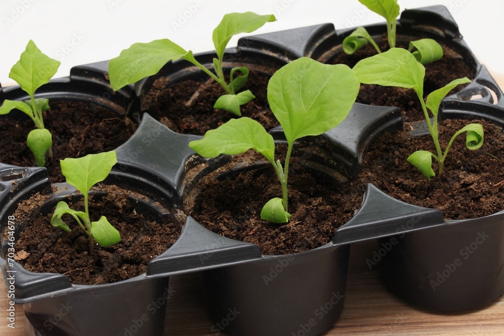 Eggplant seedlings in reusable plastic tray on wooden table. Sprouts of eggplants grown at home from seeds. Eggplant seedlings in reusable plastic tray on wooden table. Sprouts of eggplants grown at home from seeds.