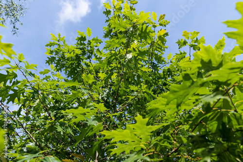 beautiful oak tree foliage with green foliage