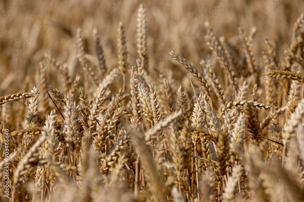 rye field with grain harvest on hot summer days rye field with grain harvest on hot summer days