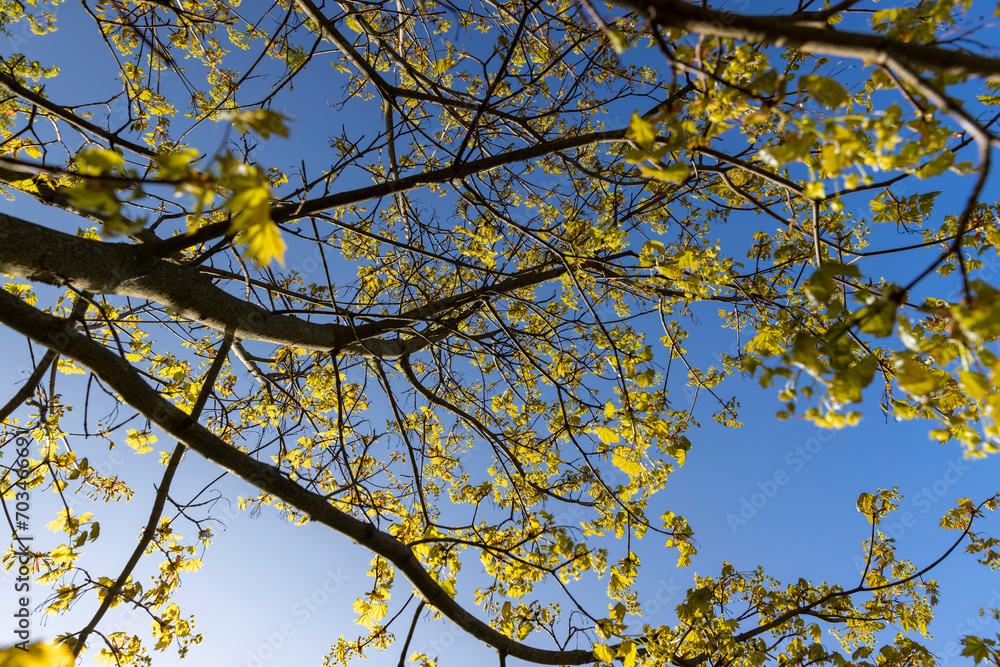 green foliage on a maple tree in spring bloom green foliage on a maple tree in spring bloom