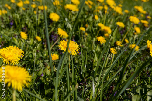 spring yellow dandelions in sunny weather, close-up