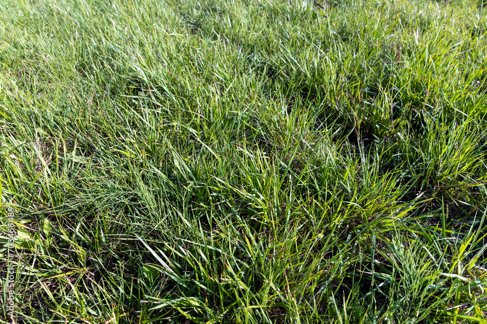 field with grass for harvesting fodder for cows field with grass for harvesting fodder for cows