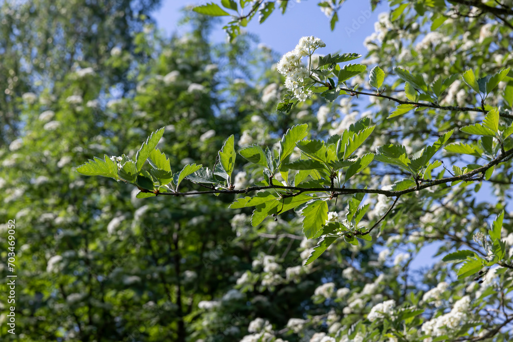 rowan flowers during flowering in spring park rowan flowers during flowering in spring park