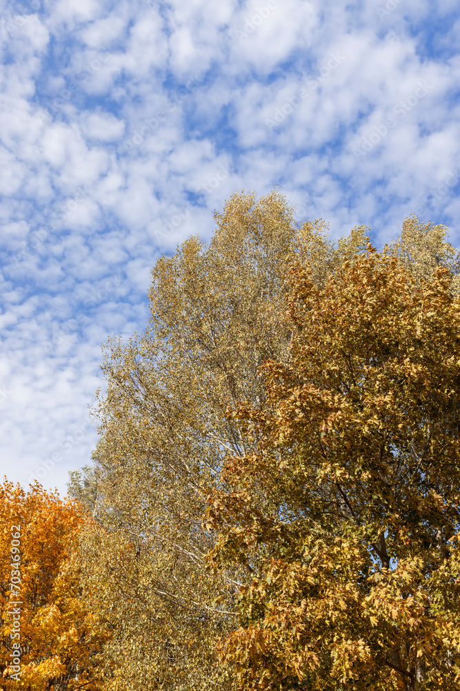 changing the color of foliage on birch trees in autumn weather