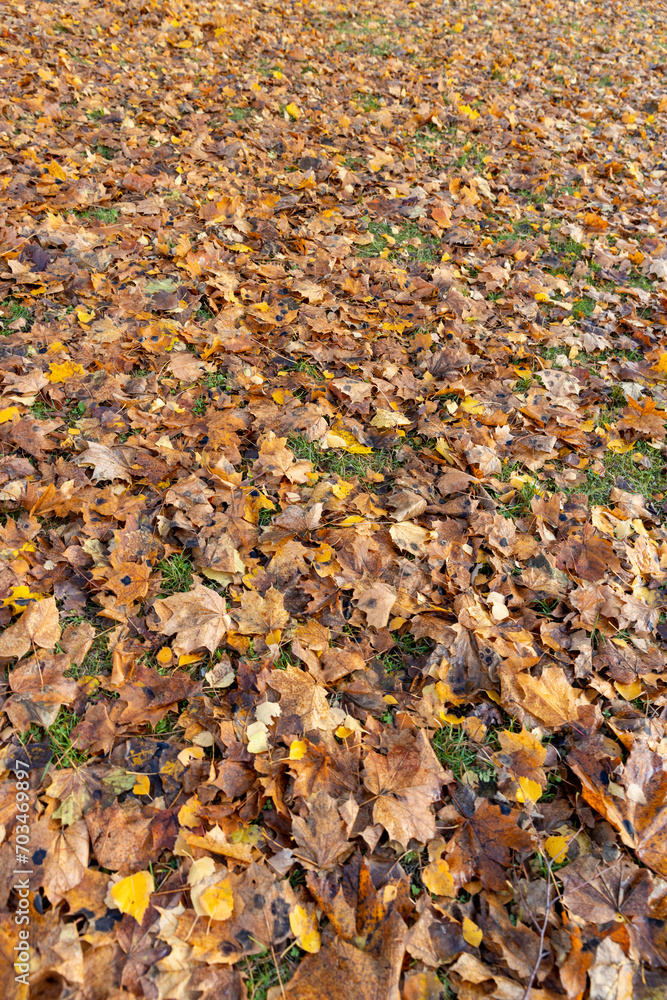 falling maple foliage in mid-autumn falling maple foliage in mid-autumn