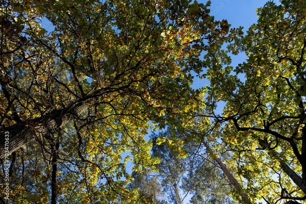 Oak tree in autumn leaf fall in sunny weather