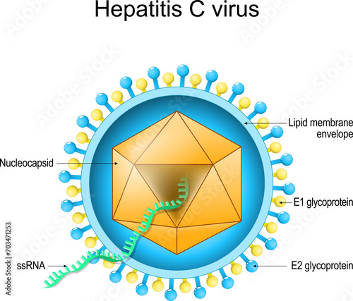 Structure of Hepatitis C virus. Virion anatomy