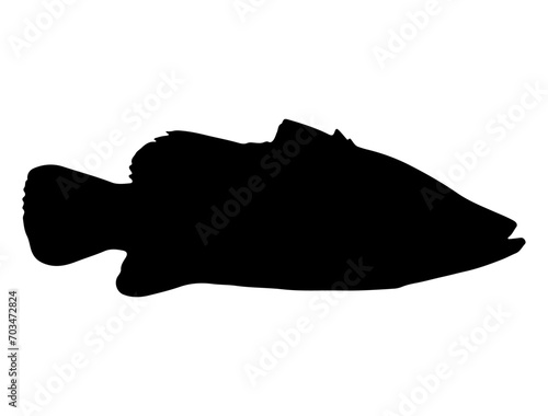 Barramundi fish silhouette vector art white background