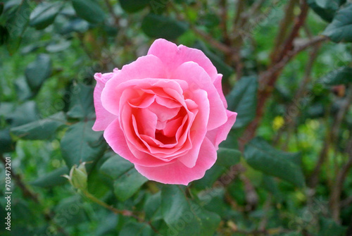 Rosa