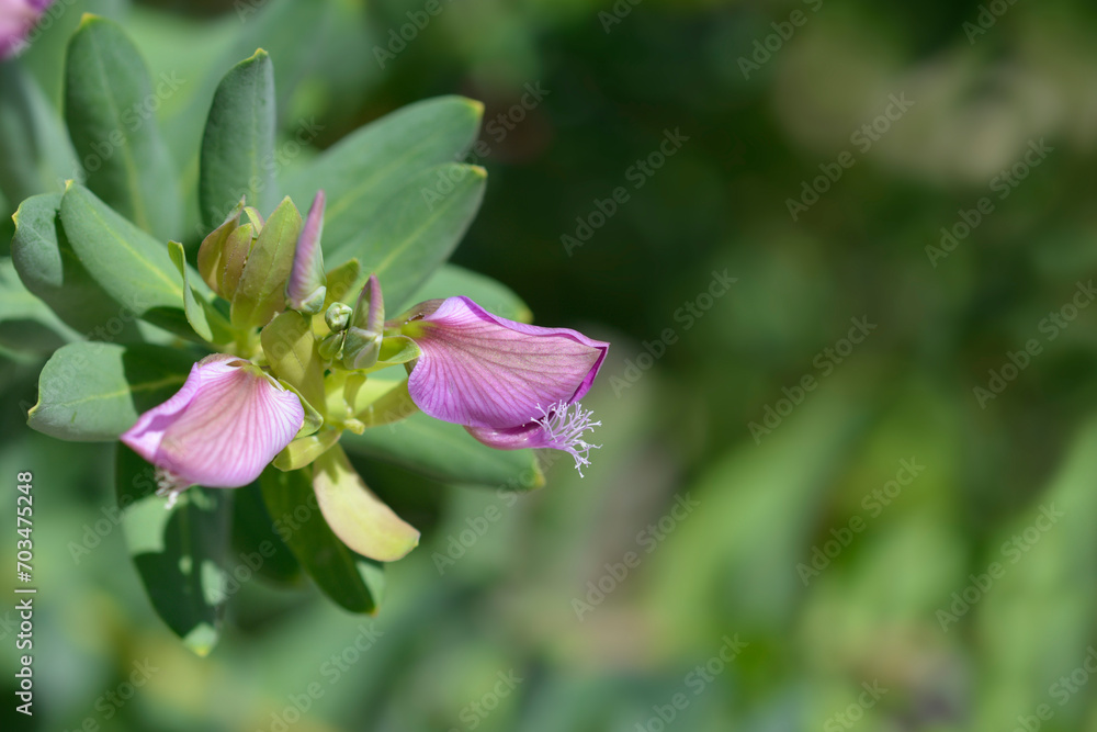 Myrtle-leaf milkwort flowers