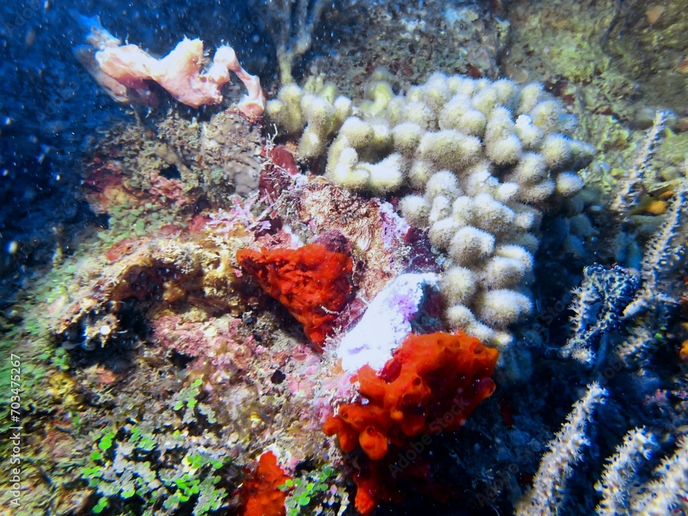 Fototapeta premium coral reed in the caribbean