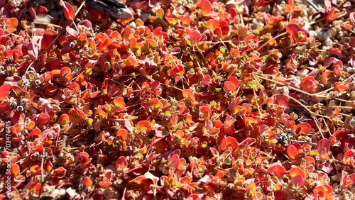 Whitemargin Sandmat, Euphorbia Albomarginata, a native herb displaying aging simple opposite ovately oblong leaves in Autumn at the Eagle Mountains. photo