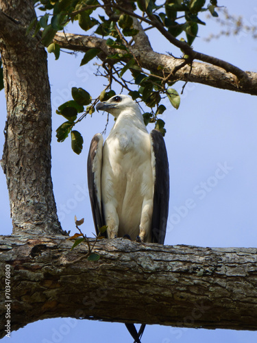 white-bellied sea eagle (icthyophaga leucogaster) in udawalawe national park, sri lanka photo