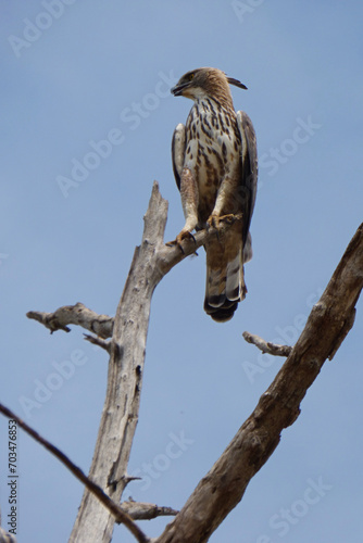 Crested goshawk (Accipiter trivirgatus) in Udawalawe national park, Sri Lanka