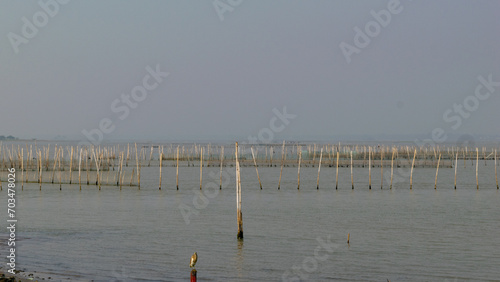 Lake Fishing in Winter Season at Chilika Lake Puri Orissa India