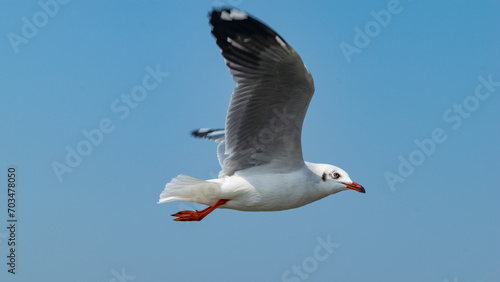 Photography Seagull Birds  Photos In Winter Season From Chilika Lake Puri Orissa India