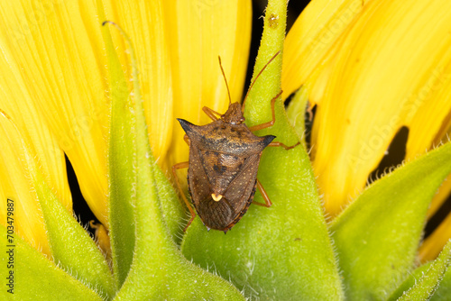 Euschistus heros - Neotropical brown stink bug is one of the most important pests of soybeans.