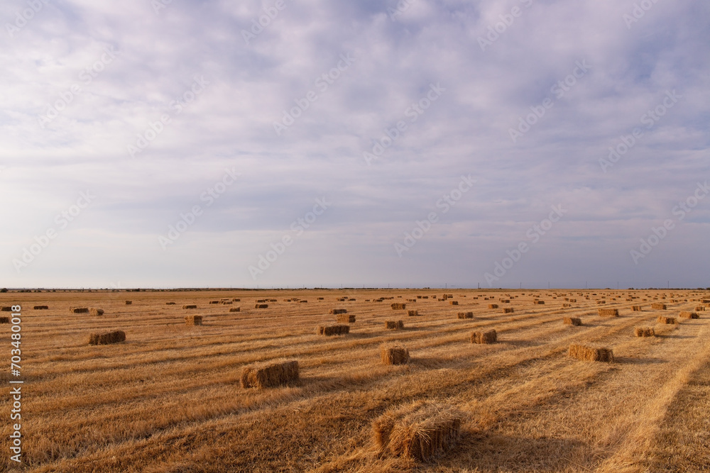 Fototapeta premium Lots of bales of hay on the field.