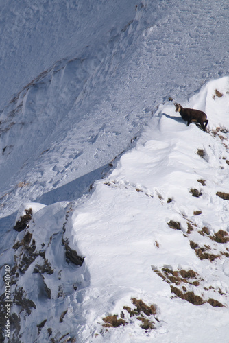 chamois female in the snow capped alps  the hohe tauern national park in austria  at a sunny winter day