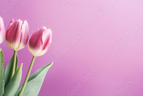Purple and white tulip spring flowers on side of pastel violet background with copy space © Firn