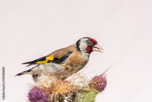 European goldfinch, feeding on the seeds of thistles. Carduelis carduelis.