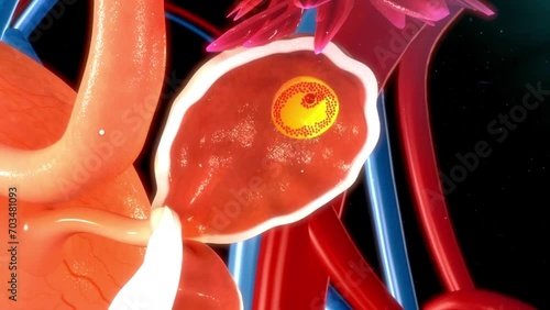 female ovary fallopian tube uterus reproductive system anatomy medical 3d animation
 photo