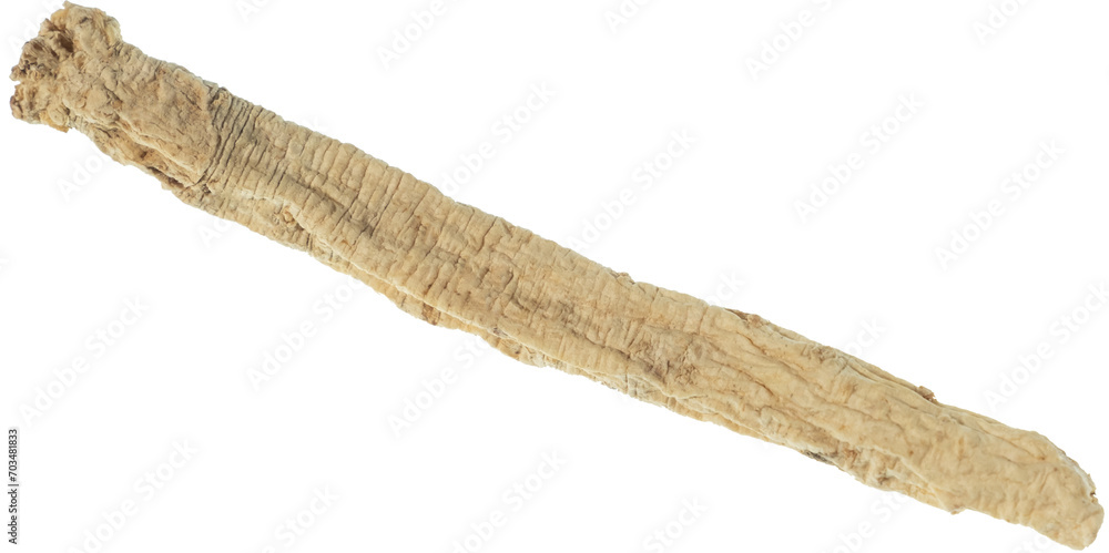 dang shen stick cut out on transparent background. dang shen stick cut out on transparent background.