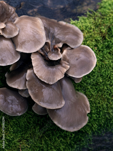 Pilze im Winter, Moos morsches Holz, Austernpilze, Oyster mushroom or oyster mushroom (Pleurotus ostreatus) on tree stump with moss