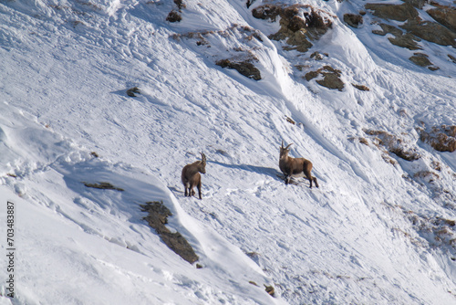 two alpine ibex in the snow capped alps  the hohe tauern national park in austria  at a sunny winter day