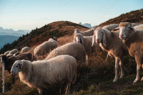 Schafe aud der Reiteralm