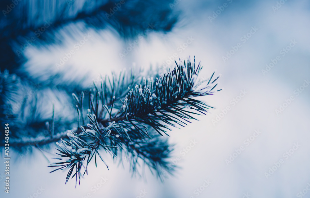 Φωτογραφία The beautiful needles on the branches of the pine tree were covered with frost on a cold frosty winter day
