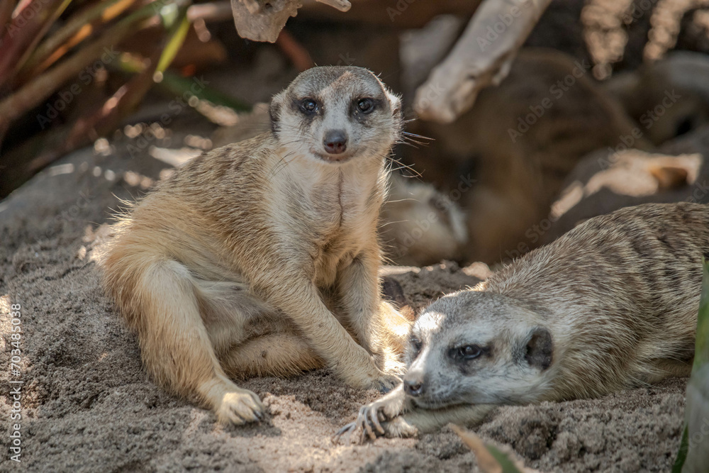 Fototapeta premium The meerkat (Suricata suricatta) or suricate is a small mongoose found in southern Africa