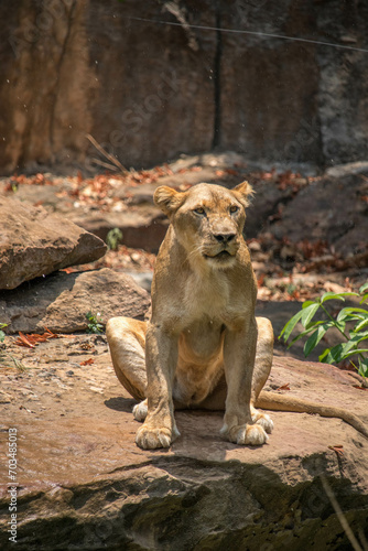 African Lioness, seen with a forest background, sitting on a rock