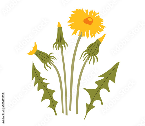 Dandelions set with flowers, buds and green  leaves vector illustration. Medicinal herb.