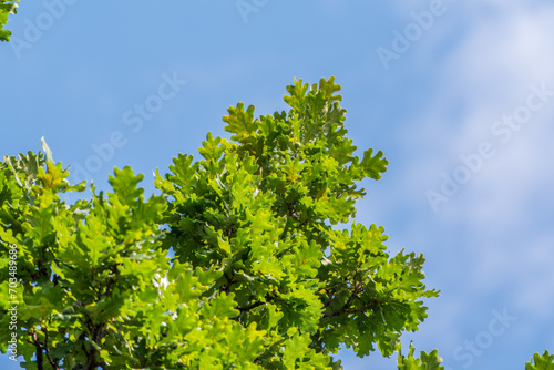 Green oak leaves background. Plant and botany nature texture. green oak leaves in woods