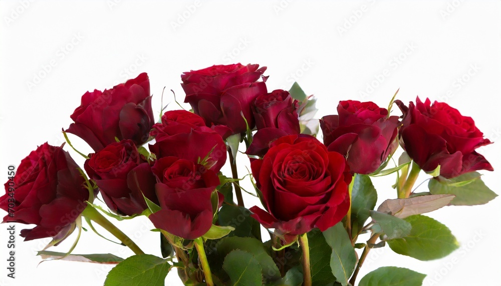 bouquet of blooming dark red roses isolated on white background