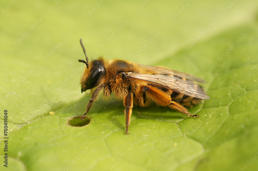 Fototapeta premium Closeup on a female Yellow-legged mining bee, Andrena flavipes, sitting on a green leaf