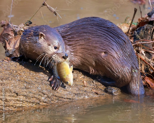 River otter with early morning catch of a Sunfish on Christmas Eve.  