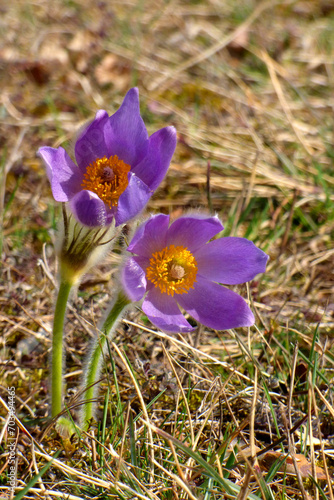 Purple pasque flower  Pulsatila grandis  on the pasque meadow in Brno  Czech republic. Threatened speacies of beautiful purple flower blooming during spring.