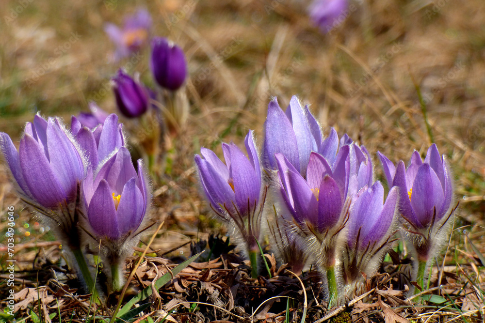 Fototapeta premium Purple pasque flower (Pulsatila grandis) on the pasque meadow in Brno, Czech republic. Threatened speacies of beautiful purple flower blooming during spring.