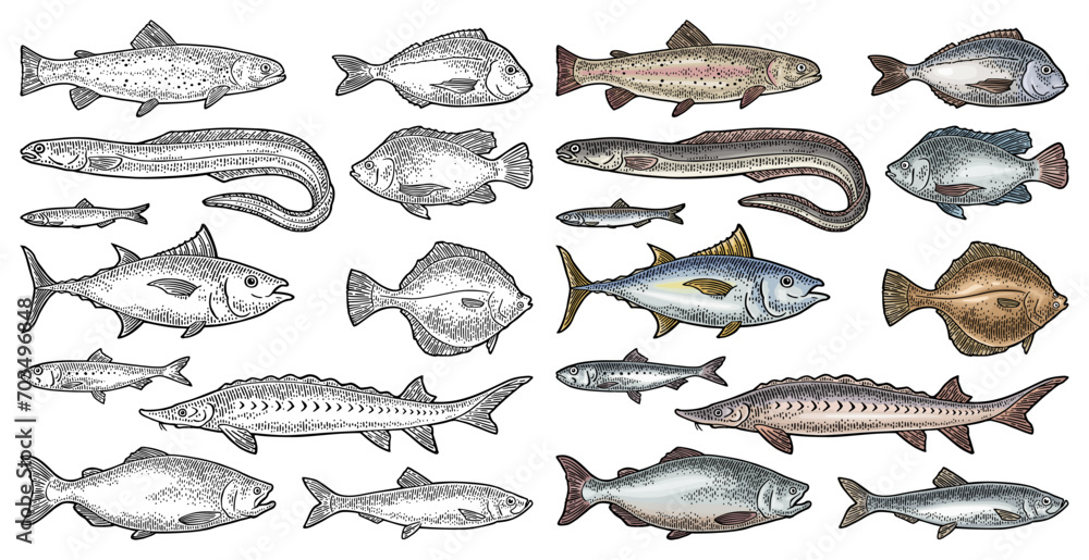 Whole fresh different types fish. Vector engraving vintage - obrazy, fototapety, plakaty 