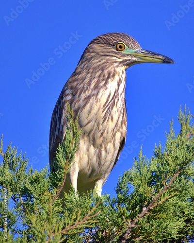 Juvenile black capped night heron watching over a swamp from a lofty position.   