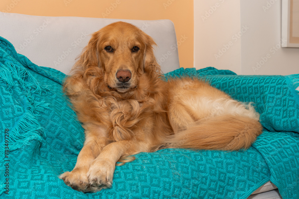 Golden Retriever dog lounges on a gray sofa, adorned with a blue blanket, casting an attentive gaze at the camera. The delightful scene unfolds against a backdrop of warm yellow walls
