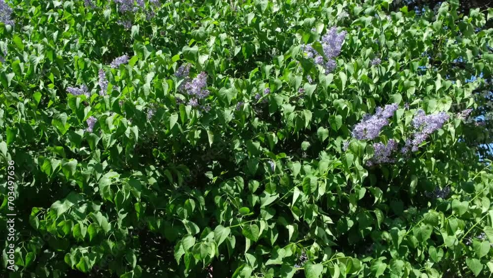 lilac bushes in the wind lilac bushes in the wind