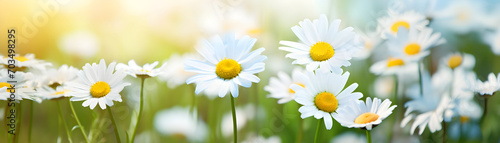 chamomile flowers over nature blurred background daylight