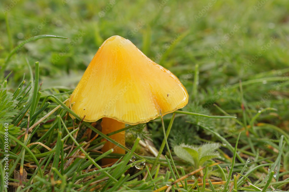 Closeup on a yellow, conical waxy cap mushroom, Hygrocybe acutoconica Closeup on a yellow, conical waxy cap mushroom, Hygrocybe acutoconica